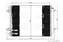 Condensors Nissens Condenser Passat VI 05-